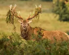 雄鹿作战冷冻,猛龙蜀门扼杀 雄鹿作战冷冻,猛龙蜀门扼杀